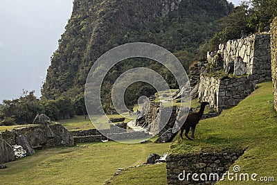 Funny llama urinating in the ruins of the lost city of Machu-Picchu Stock Photo