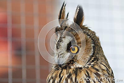 Funny long-eared owl looking sideways Stock Photo