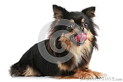 Funny long-haired Chihuahua Stock Photo