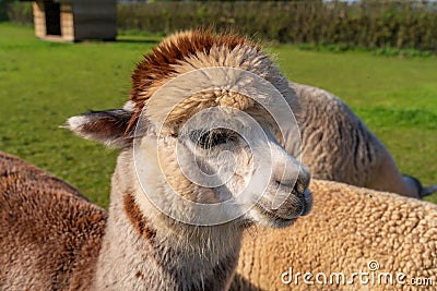 Funny looking alpacas at farm Stock Photo