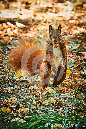 Funny looking red squirrel standing on two legs with a nut in the mouth being puzzled how it could have overseen the photographer Stock Photo