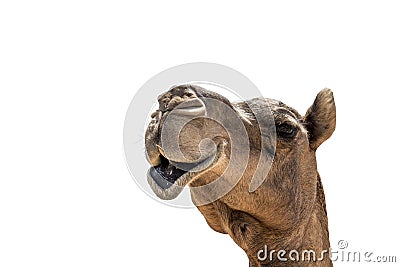 Funny looking smiling camel isolated on a white background Stock Photo