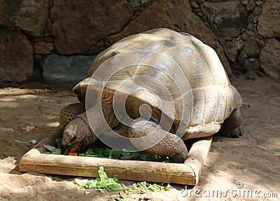 Funny looking turtles Stock Photo