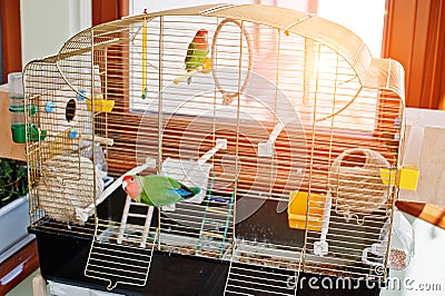 Funny lovebird parrot at large cage on rooom with sunshine. Stock Photo