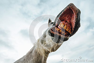 Funny low angle view of grinning horse mouth and teeth Stock Photo