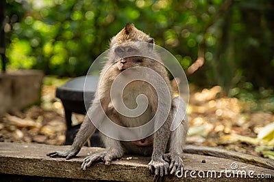 Funny macaque monkeys in the Monkey-forest Stock Photo