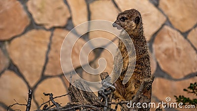 Funny meerkat surikate in the zoo. Stock Photo