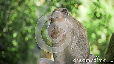 Funny Monkey Sits on Bare Branches and Fights with Dog Stock Video - Video of sanctuary, asia: 102837725 Funny Monkey Sits on Bare Branches and Fights with Dog Stock Video - Video of sanctuary, asia: 102837725