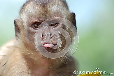 Funny monkey Stock Photo