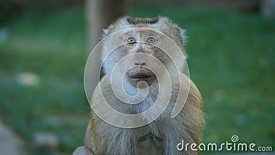 Funny Monkey Weighs on the Vines and Jumps from One Vine To Another. Animals in Their Natural Habitat Stock Footage - Video of nature, cute: 179156448 Funny Monkey Weighs on the Vines and Jumps from One Vine To Another. Animals in Their Natural Habitat Stock Footage - Video of nature, cute: 179156448