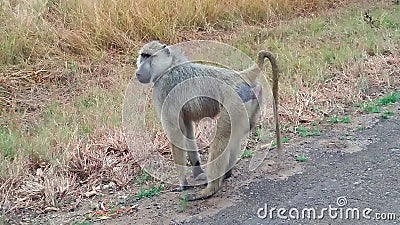 Funny monkey. Stock Photo