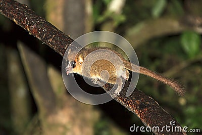 Funny mouse lemur Stock Photo