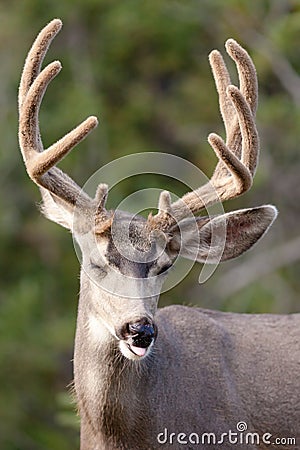 Funny mule deer buck portrait with velvet antler Stock Photo