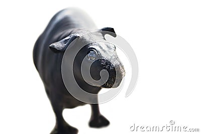 Funny naked sea skinny pig on a white Stock Photo