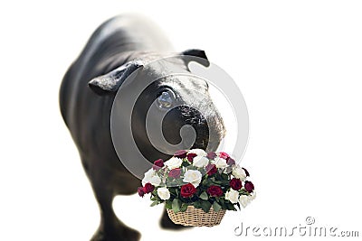 Funny naked sea skinny pig on a white Stock Photo