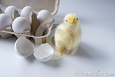 Funny newborn chick with broken egg shell on head conceptual scene just born Stock Photo