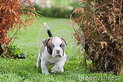 Funny nice red American Bulldog puppy is walking on the grass Stock Photo