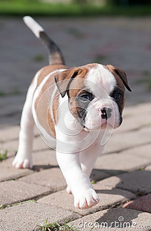 Funny nice red white coat American Bulldog puppy is walking on nature Stock Photo