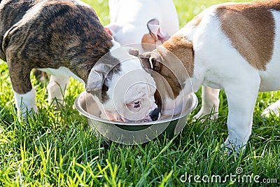 Funny nice white American Bulldog puppies are eating Stock Photo