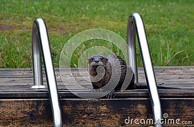 Funny North American River Otter on floating dock Stock Photo