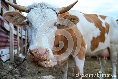 Funny nose of a curious cow`s face Stock Photo