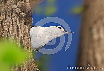 Funny Nuthatch, Stock Photo