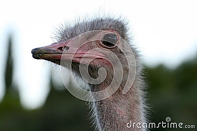 Funny ostrich Stock Photo