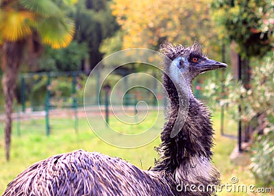 Funny ostrich Stock Photo