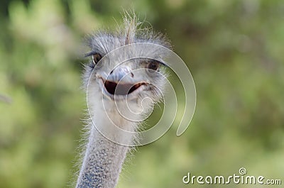 Funny ostrich bird head Stock Photo