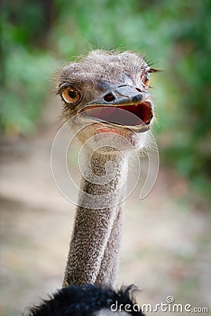 Funny ostrich bird head Stock Photo