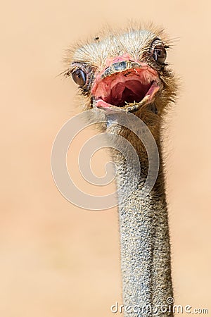 Funny Ostrich Bird Portrait Stock Photo