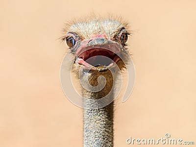 Funny Ostrich Bird Portrait Stock Photo