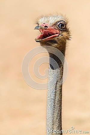 Funny Ostrich Bird Portrait Stock Photo