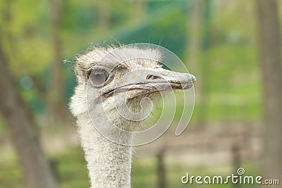 Funny ostrich Stock Photo