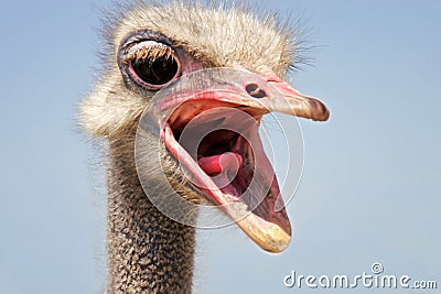 Funny ostrich head Stock Photo