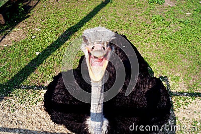 Smile, laugh, joy! Funny ostrich is laughing Stock Photo