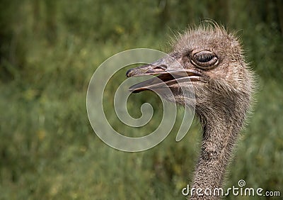 Funny Ostrich Looking Sidways Stock Photo