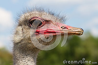 Funny ostrich male head closeup with big eye and pink beak with green background and selective focus Stock Photo