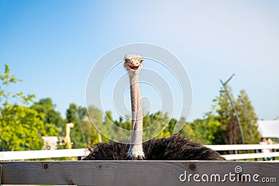 Funny ostrich in the zoo on a sunny summer day. Stock Photo
