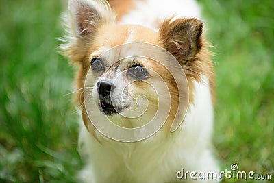 Funny and outgoing little pup. Pomeranian spitz dog walk on nature. Dog pet outdoor. Cute small dog play on green grass Stock Photo