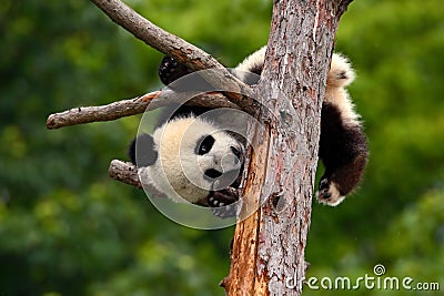 Funny Panda Bear. Comical young Panda Bear on the tree. Lying cute young Giant Panda feeding feeding bark of tree. Sichuan Giant Stock Photo