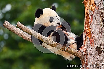 Funny Panda Bear. Comical young Panda Bear on the tree. Lying cute young Giant Panda feeding feeding bark of tree. Sichuan Giant P Stock Photo