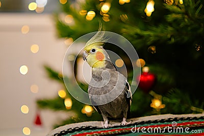 Funny parrot.Cute cockatiel parrot.Home pet.Beautiful photo of a bird.Ornithology Stock Photo