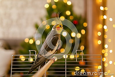 Funny parrot.Cute cockatiel parrot.Home pet.Beautiful photo of a bird.Ornithology Stock Photo