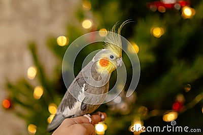 Funny parrot.Cute cockatiel parrot.Home pet.Beautiful photo of a bird.Ornithology Stock Photo