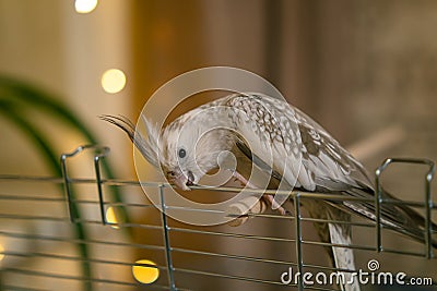 Funny parrot.Cute cockatiel parrot.Home pet.Beautiful photo of a bird.Ornithology Stock Photo