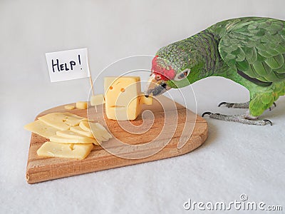 Funny parrot eating cheese and cheese asks for help. Stock Photo