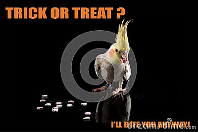 Parrot Halloween funny meme,Trick or Treat, I will bite you. Cockatiel eating candy. cool memes and quotes Stock Photo