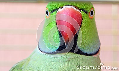 Funny parrot portrait Stock Photo