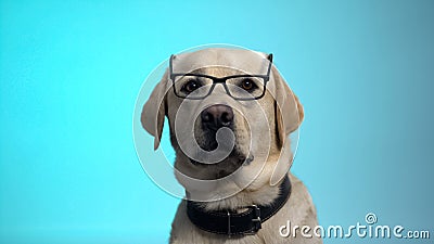 Funny pedigreed dog in eyeglasses posing on camera, smart housepet, advertising Stock Photo